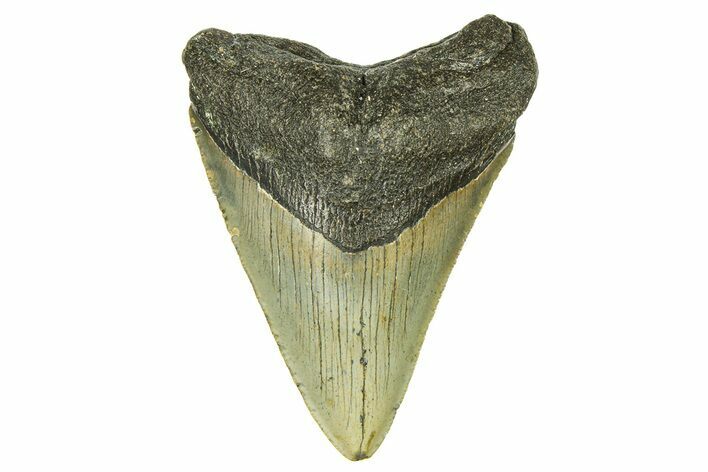 Serrated, Fossil Megalodon Tooth - North Carolina #294518
